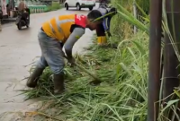 DPU Kabupaten Bogor Bersihkan Jalan Cibatok–Gunungsari, Jalur Cibungbulang Kini Lebih Rapi.