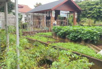 Pemkab Bogor Dorong Warga Tanam Pangan di Pekarangan untuk Perkuat Ketahanan Pangan.