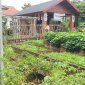 Pemkab Bogor Dorong Warga Tanam Pangan di Pekarangan untuk Perkuat Ketahanan Pangan.