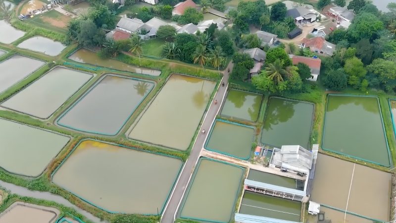 Bupati Bogor Tinjau Potensi Perikanan Ciseeng, Komitmen Dukung Kebutuhan Pembudidaya.